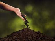 Potting soil or Potting mix: Which one suits you better? image