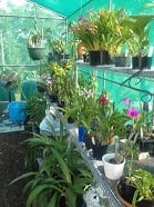 Difference between shade and green houses? Clear up the confusion here image