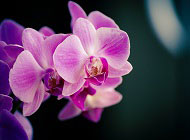 5 Things that help orchids grow better in shade houses image