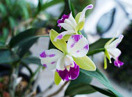 4 Vital things to know in choosing an orchid shade house image