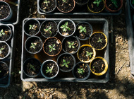 What should your Nursery do with seeds, for seed sowing & handling? image