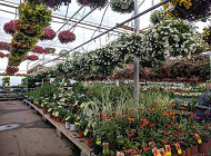 Ultimate Guide on Nursery and Gardening Suppliers in Australia image
