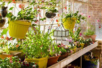 5 Shelving ideas to optimise space in a greenhouse image